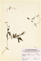 藏品(玉山肺形草)的圖片